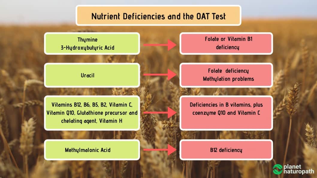 What Is An Organic Acid Test (How To Order OAT Test) Naturopath