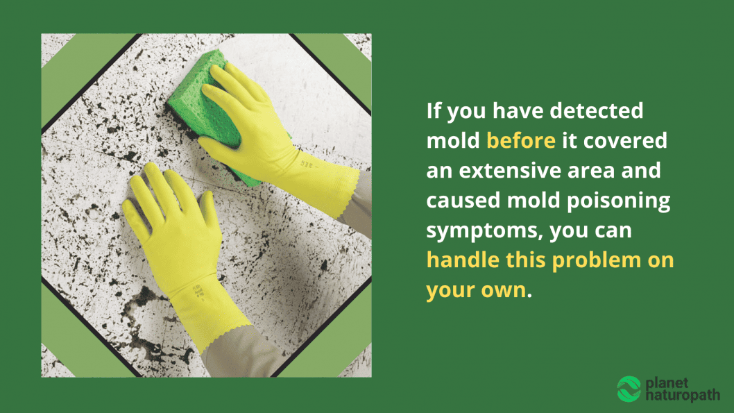 Mold Toxicity 9 Steps To Protect Yourself From Mold Exposure