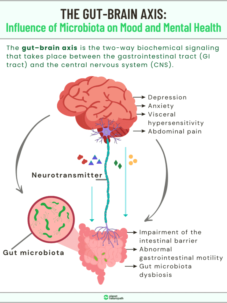 The Gut-Brain Connection And Its Impact On Mental Health