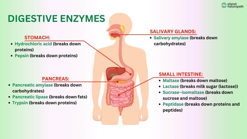 Digestive enzymes gut health
