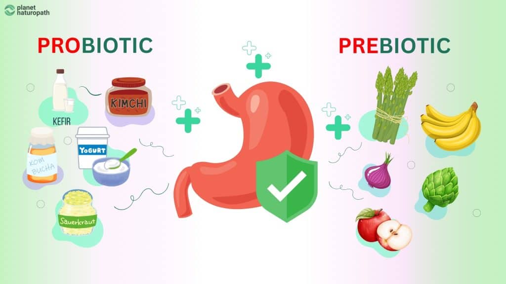 Prebiotics & Probiotics Gut Health